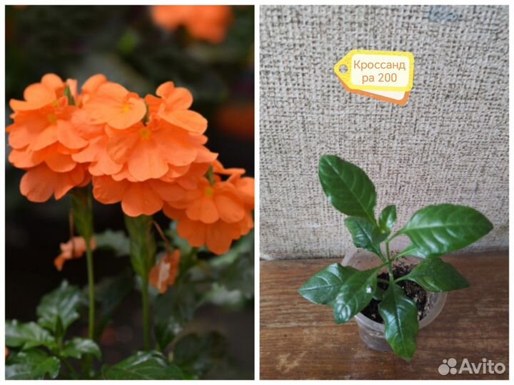 Комнатные цветы