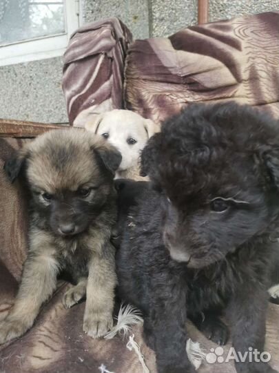 Собака в добрые руки щенок