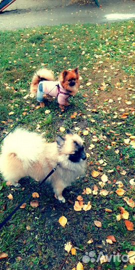 Маленькая собака шпиц