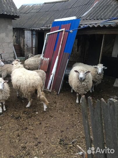 Куйбышевские овцы