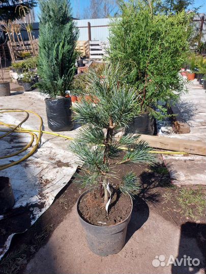 Pinus koraiensis Silveray С5 40-50см