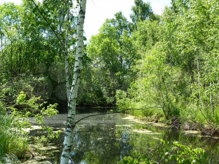 Участок 6,5 га (СНТ, ДНП)