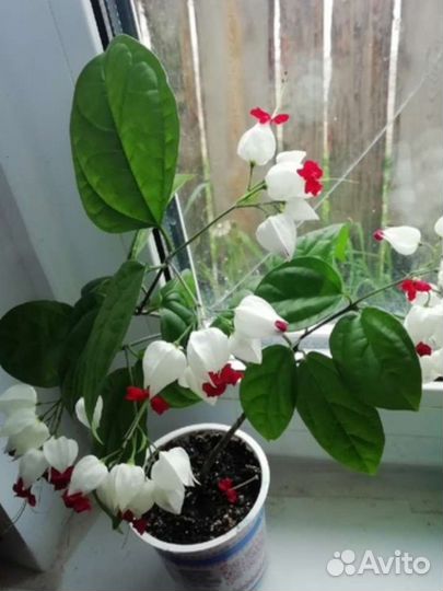 Клеродендрум