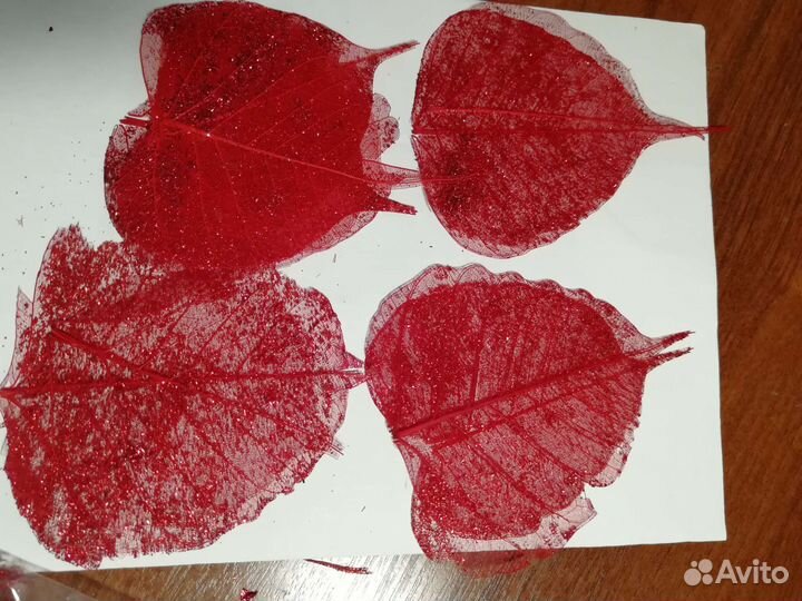 Скелетированные листья