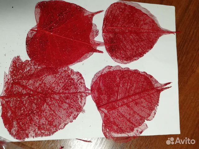 Скелетированные листья