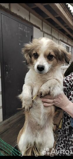 Собака в добрые руки отдам бесплатно