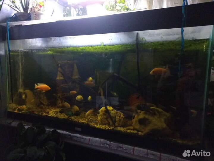 Аквариум с рыбками 350 литров