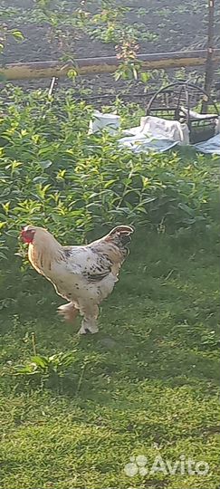 Домашние цыплята, молодой петух брама