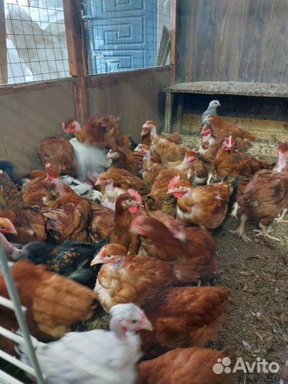 Молодки куры