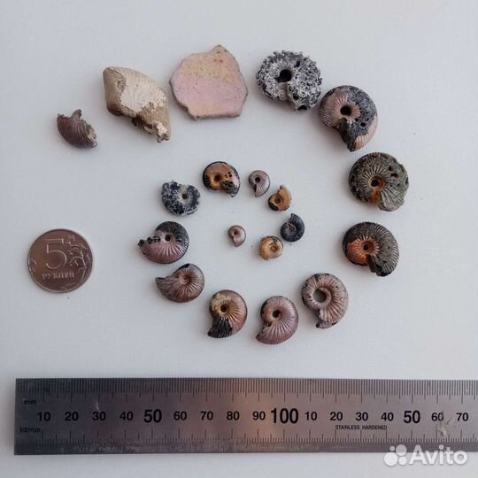 Окаменелости аммониты