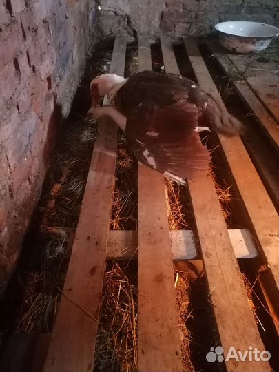 Индоутка, утки