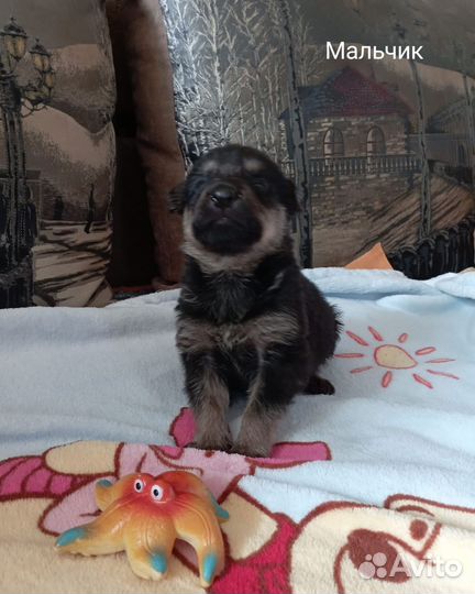 Ласковые щенки в добрые руки