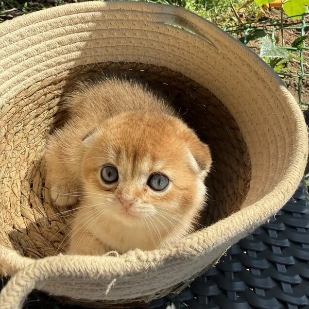 Шотландский вислоухий короткошёрстный котёнок