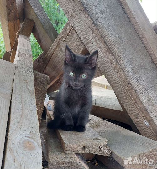 Котёнок в добрые руки бесплатно