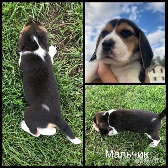 Щенки бигль