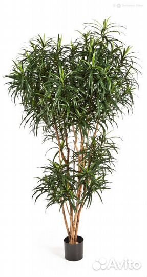 Драцена Анита Рефлекса 180 см