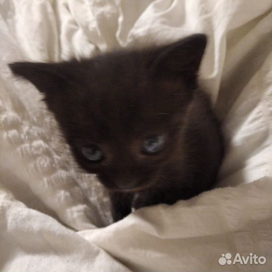 Кошка в дар бесплатно