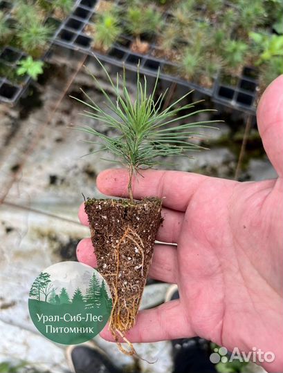 Сеянцы зкс Сосна окс Ель Лиственница Горная