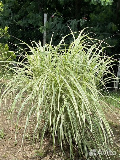 Помпасная трава