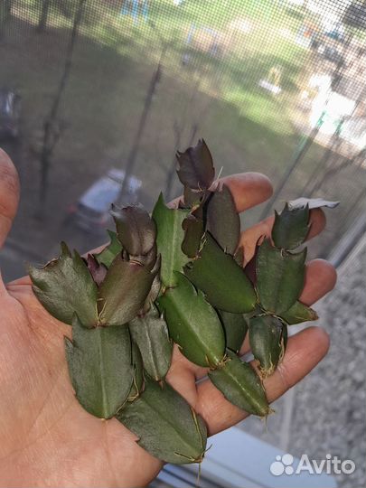 Шлюмбергера(декабрист) желтый