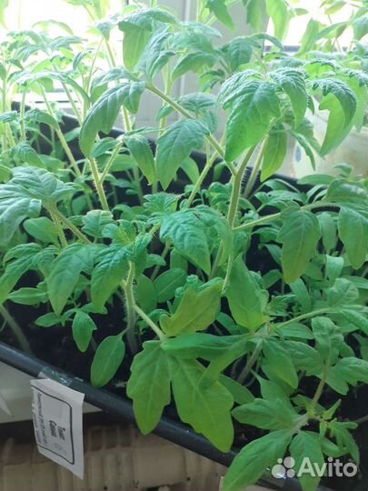 Рассада помидор,перца острого и сладкого