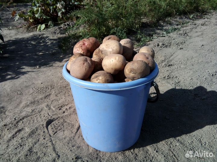 Деревенский картофель