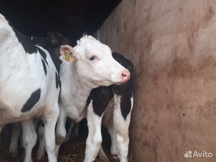 Бычки и телки холмогоры и голштины