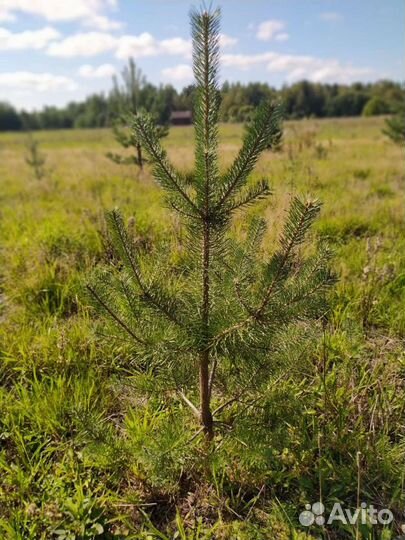 Саженцы сосна, ель