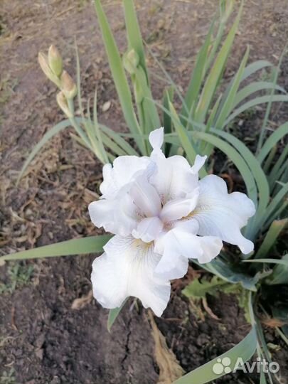 Ирисы цветут два раза