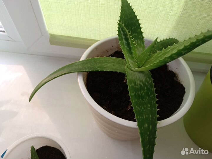 Алоэ-вера толстый лист