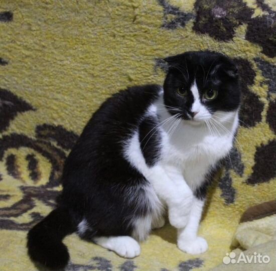 Кошечка в добрые руки