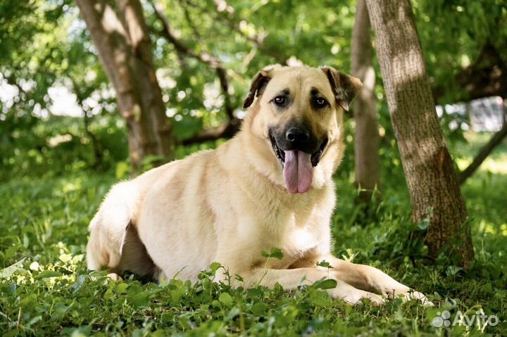 Дружелюбный пес Никас