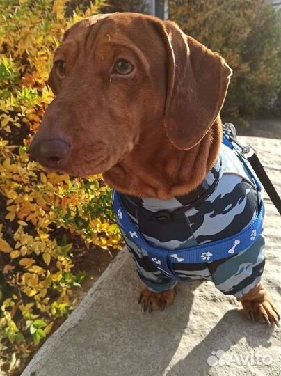 Такса Вязка кобель