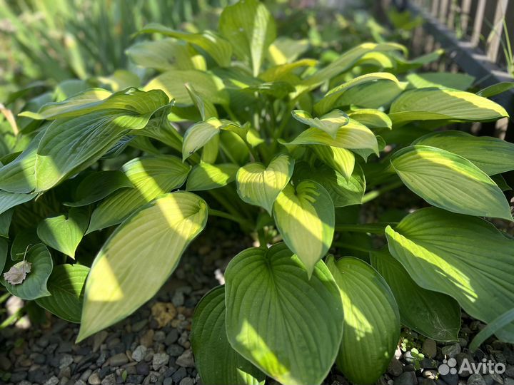 Хоста Гуакамоле (Hosta Guacamole)