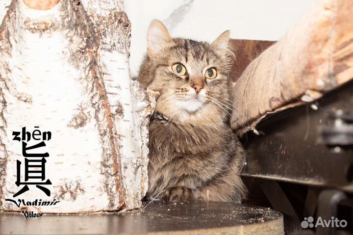 Кошечка в добрые руки