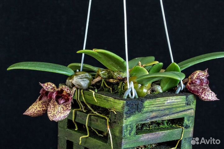 Мини орхидея Bulbophyllum Frostii hybrid