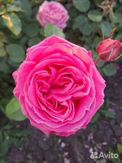 Розы.Опт-розница