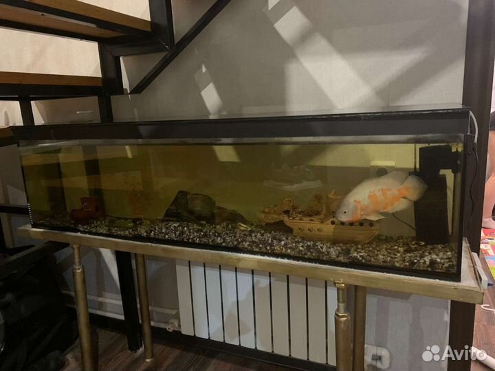 Аквариум