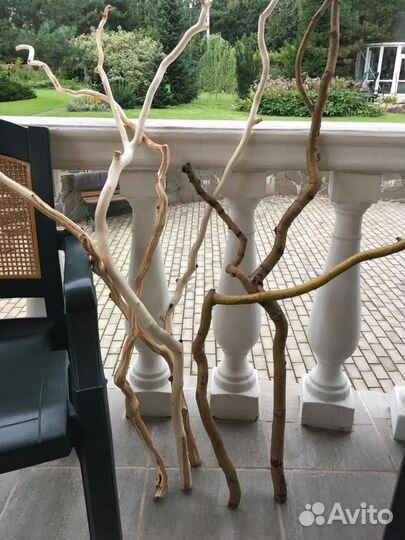 Ветви и стволы ивы Матсуды