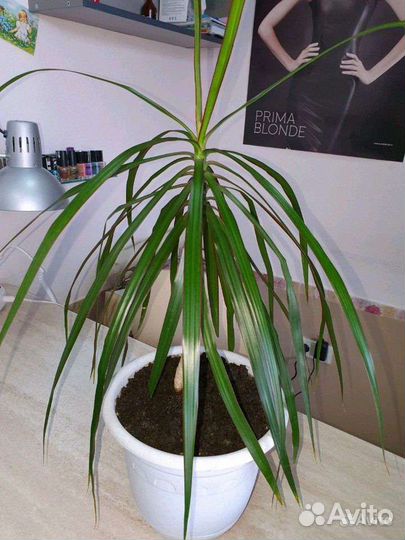 Драцена маргината