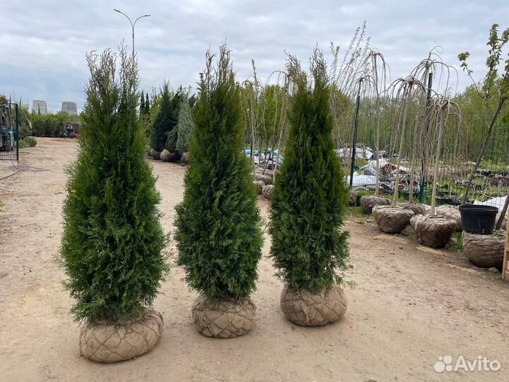 Туя смарагд