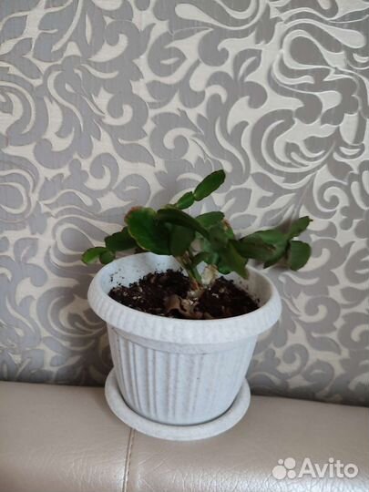 Комнатные растения