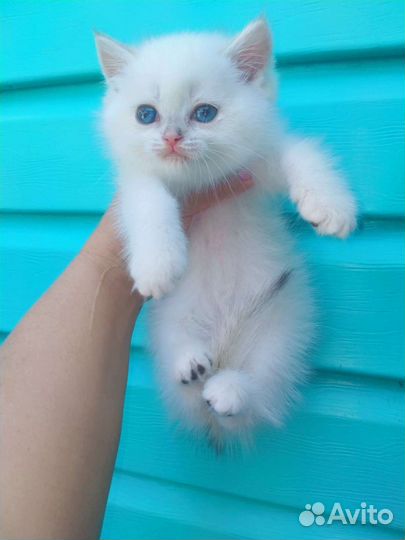 Поинтовая золотая тикированная шиншилла