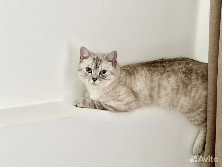 Британский кот вязка