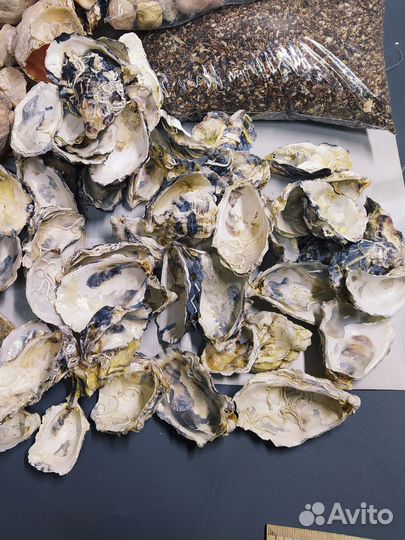 Набор для аквариума или террариума