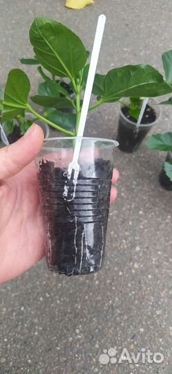 Гибискус красно - оранжевый