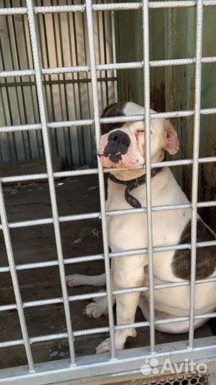 Зоогостиница