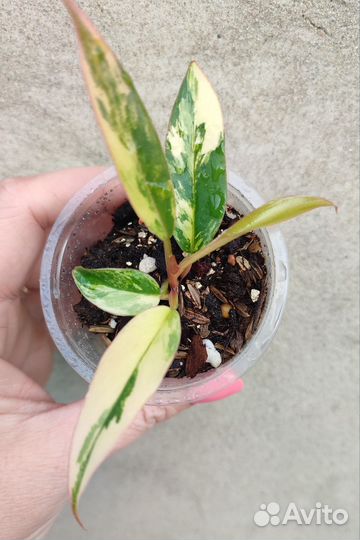 Philodendron caramel marble