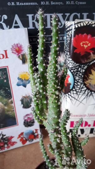 Кактус Аустроцилиндропунция