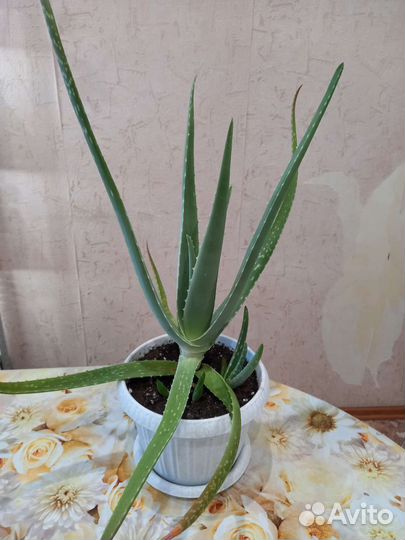 Комнатные растения